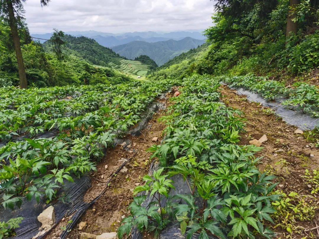 都濡街道鹿坪村:村民邓念 返乡创业正"当归"_种植_药材_土地