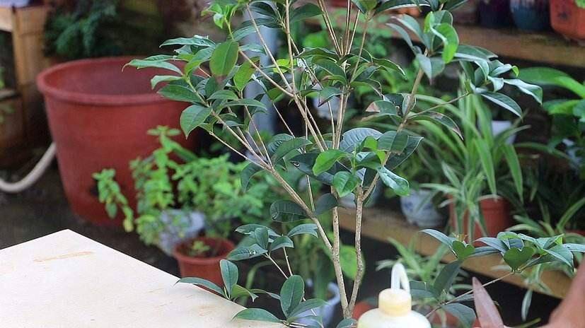 紫藤春季是紫藤花开的季节,那些藤蔓上的花朵无数,特别浪漫,它是非常