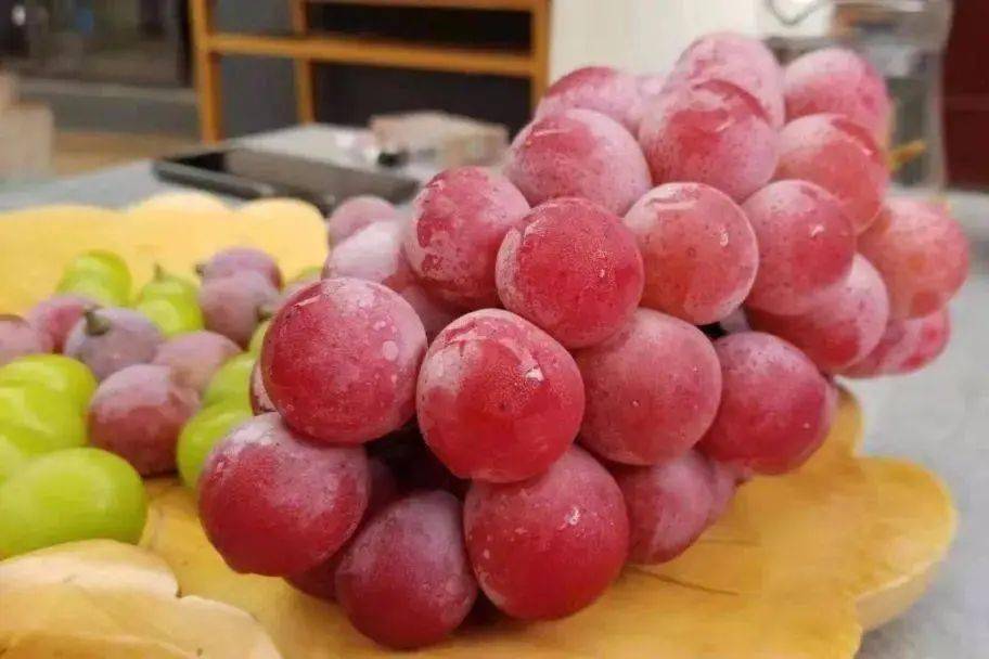 "妮娜皇后"葡萄:顶级品质,宾川独领风骚