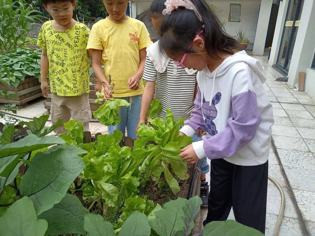 劳动实践|劳动"育"见美,"蔬"香满校园——三明市实验小学三年(1)班