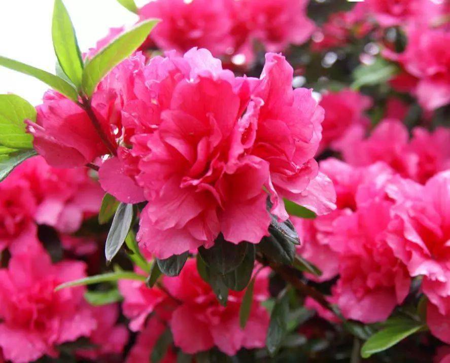 国画素材丨杜鹃花,想想都入画!