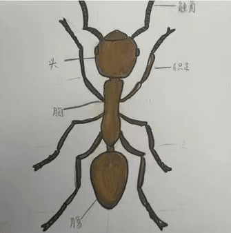 昆虫腿结构图片