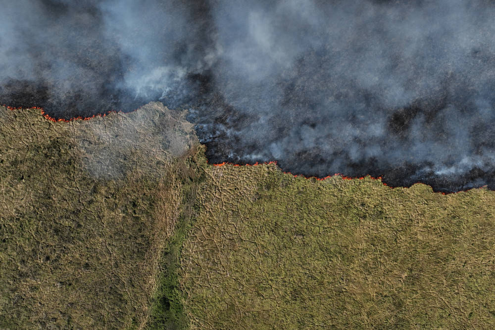 世界最大湿地火灾数量激增
