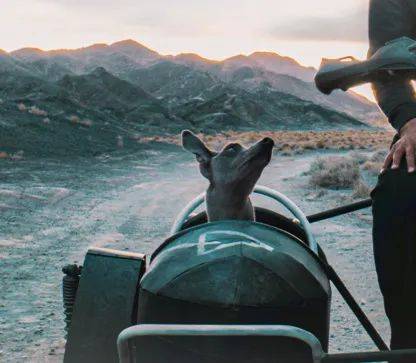 《狗阵》彭于晏与黑狗互相救赎"再上路"的生命力直击人心!