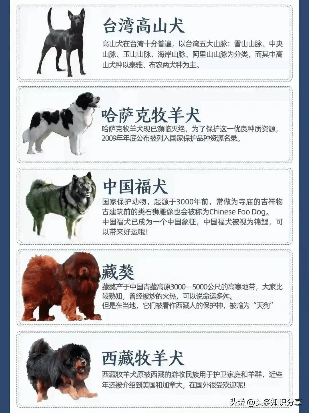 中国犬种大全排名图片图片