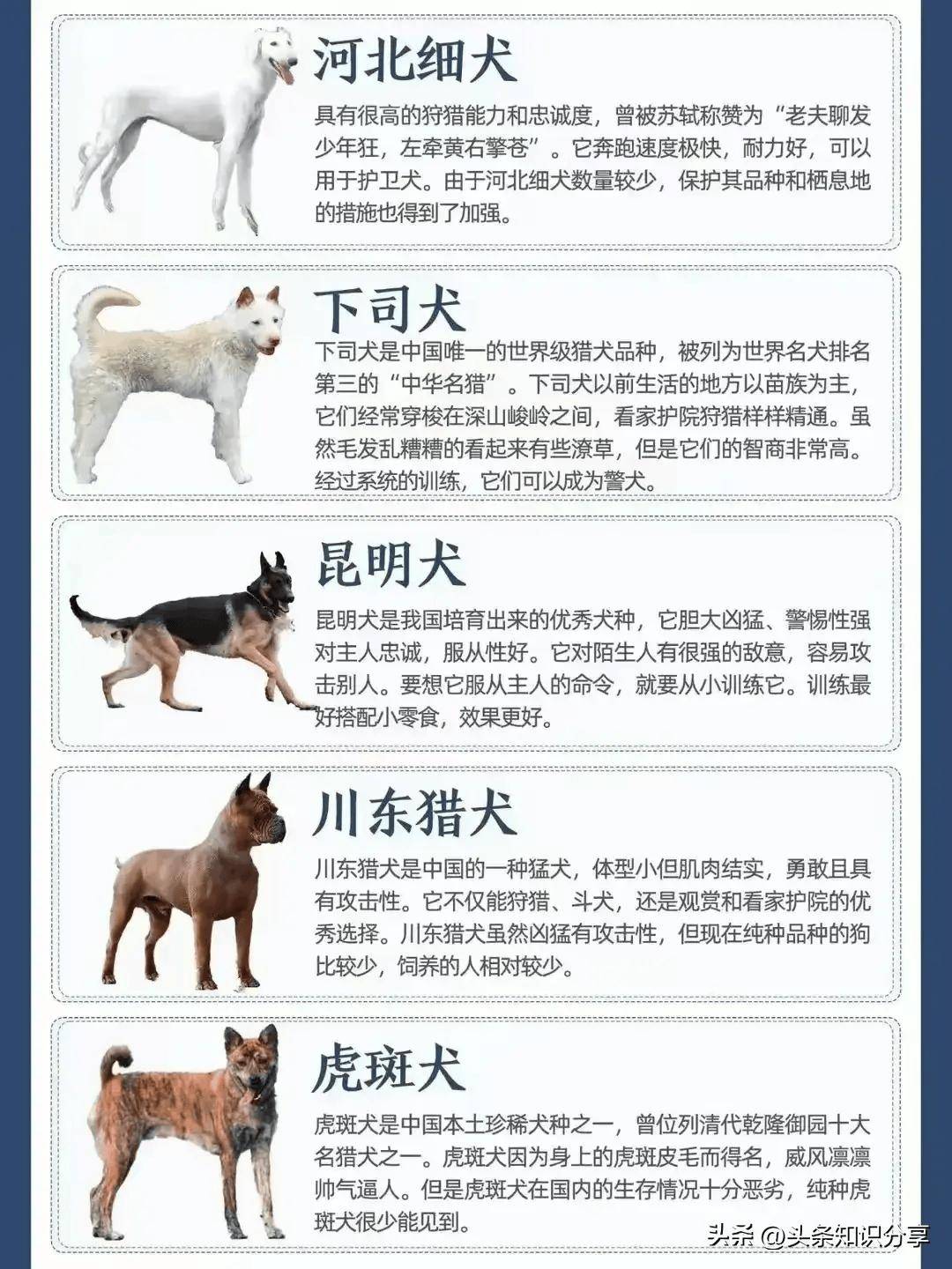 55个中华田园犬品种