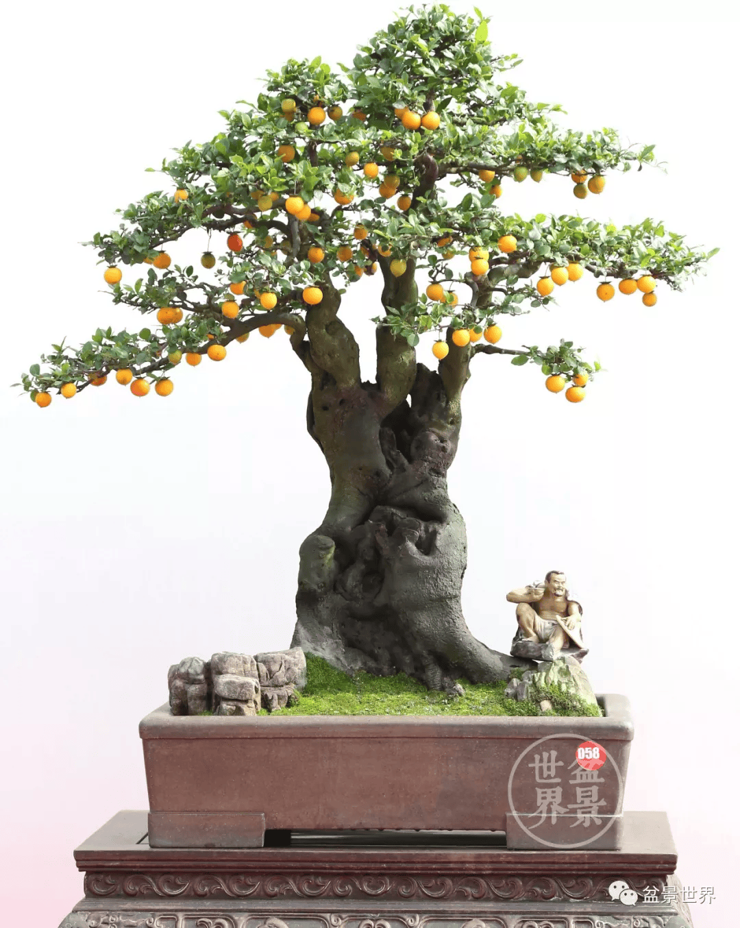 《孤木成林》(90×80cm)▲重庆市永川区盆景艺术协会展品《繁荣》(高