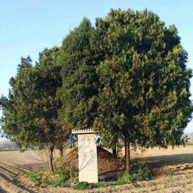 俗语:"坟前种三树,子孙代代富","三树"指什么?坟前适合栽哪些树