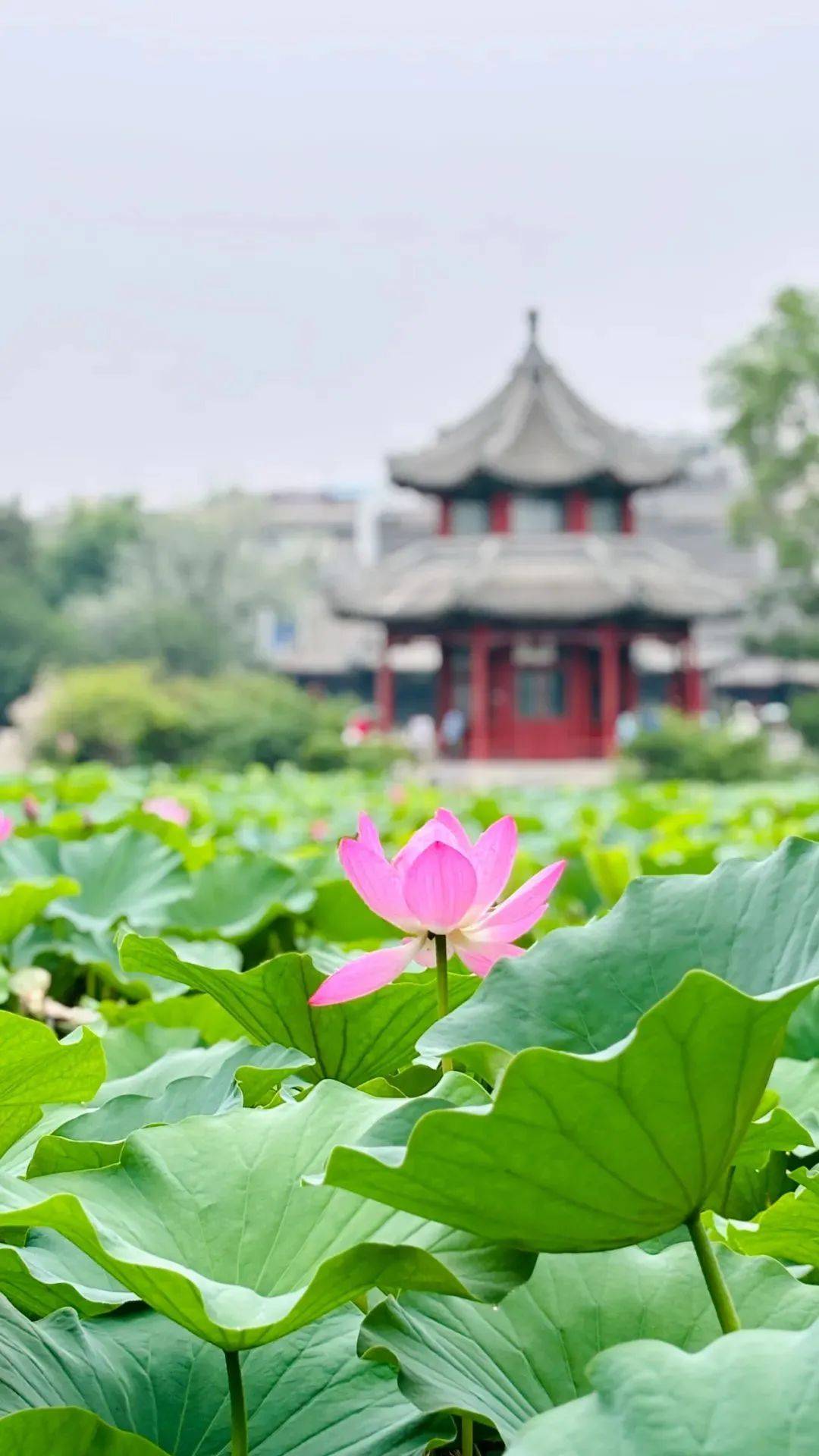 毕业季!免票福利来袭,去保定的美景里撒个欢儿