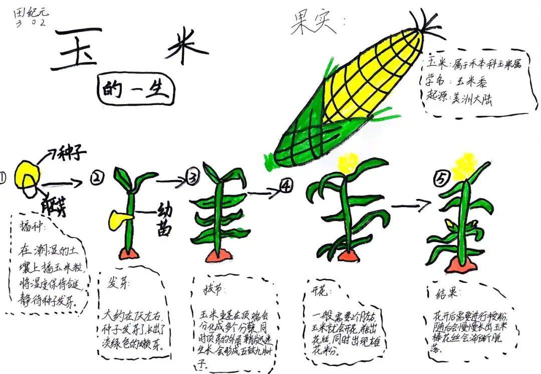 种子的生长过程手抄报图片