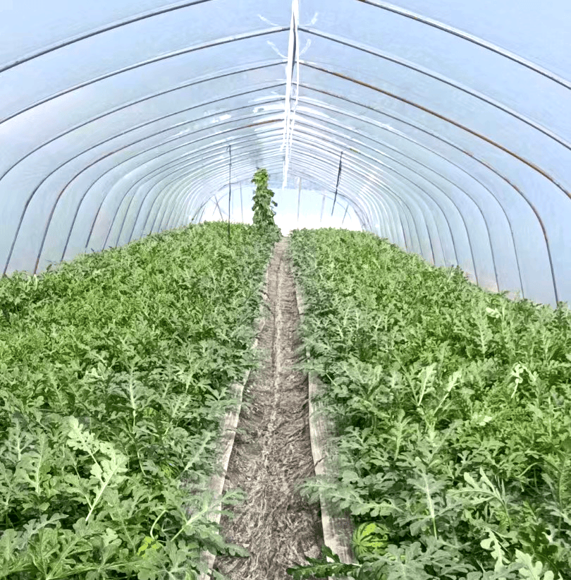 【邻居团】正宗南汇本地产8424西瓜 ,新鲜采摘,现发口感风味好!