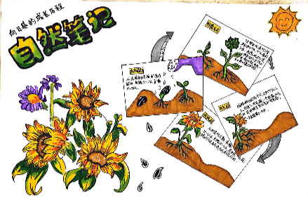 作者:马桥强恕学校三(5)班唐璐瑶指导老师:顾菊妹《自然笔记向日葵》