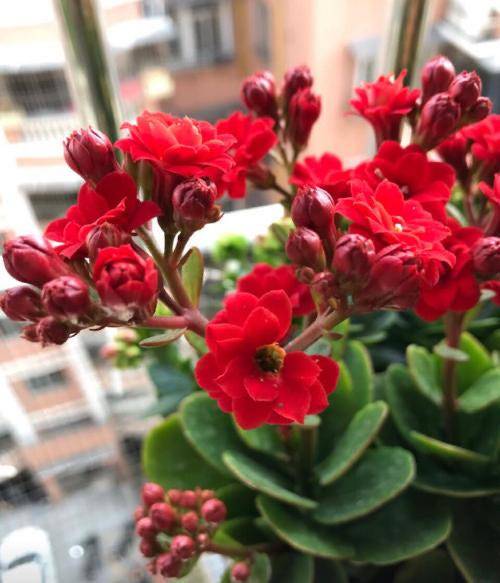 养长寿花,这"1步"做好,从冬天开到春天,一个春节开满花