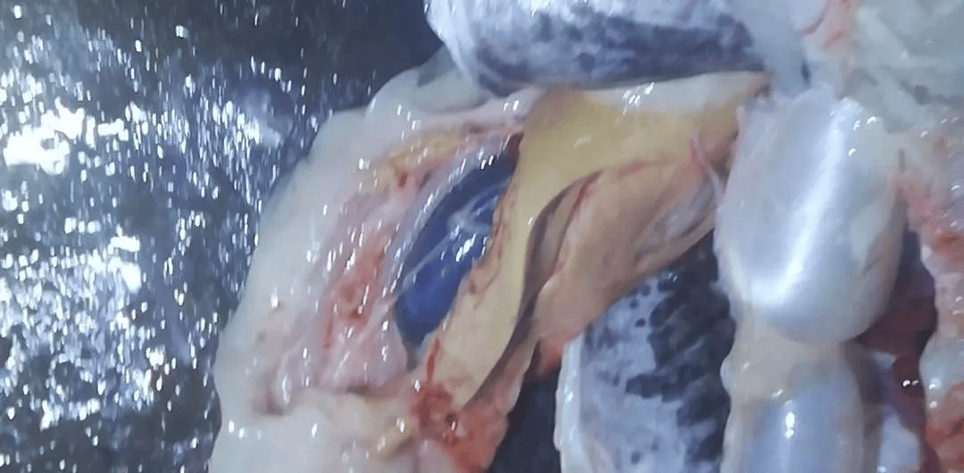 如果平时解剖就看到肝脏出现轻微萎缩,必须要考虑进行内服保健,额外