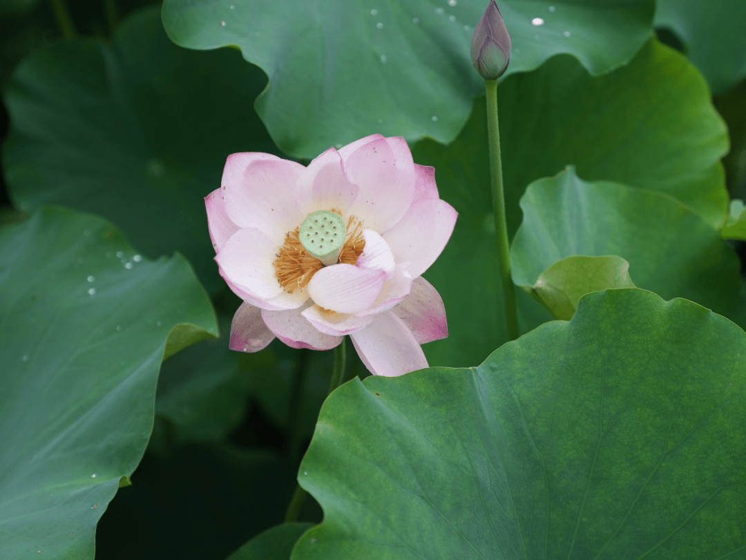 夏日的荷花,都开在了四川人的审美上!这份赏荷指南拿走不谢