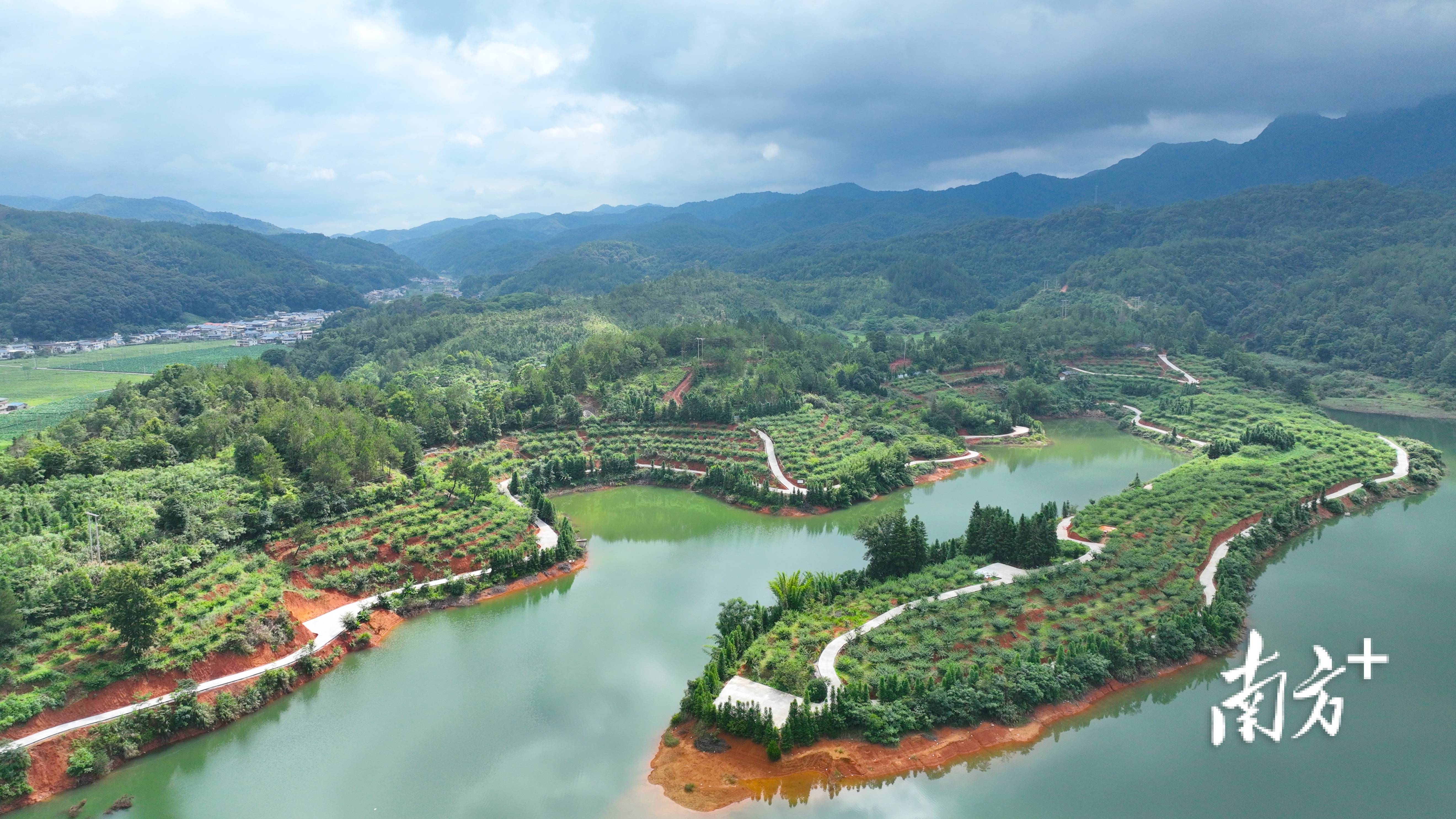 有"李"真甜!蕉岭蓝坊百亩李子迎丰收