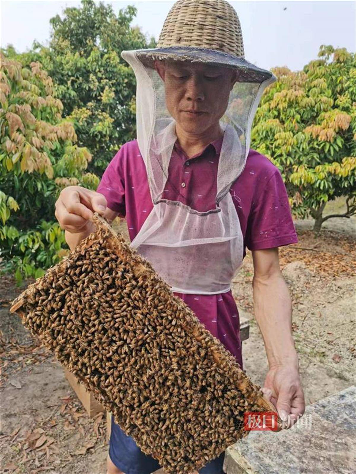 湖北阳新养蜂人张高明:甜蜜事业做得"蜂"生水起_蜜蜂_蜂蜜_花儿