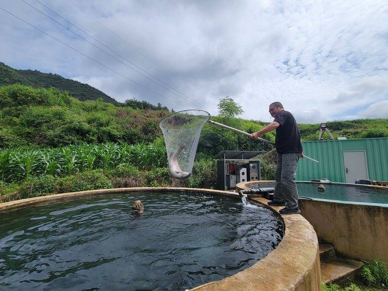 黔东南州首家虹鳟鱼养殖示范基地供不应求