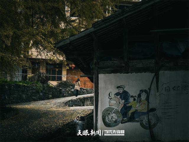 "印江印象·梵净西游记"影像大赛作品展示98|千年古银杏 遍地黄金叶