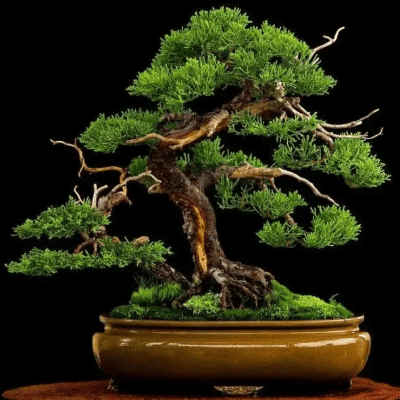 简言一说