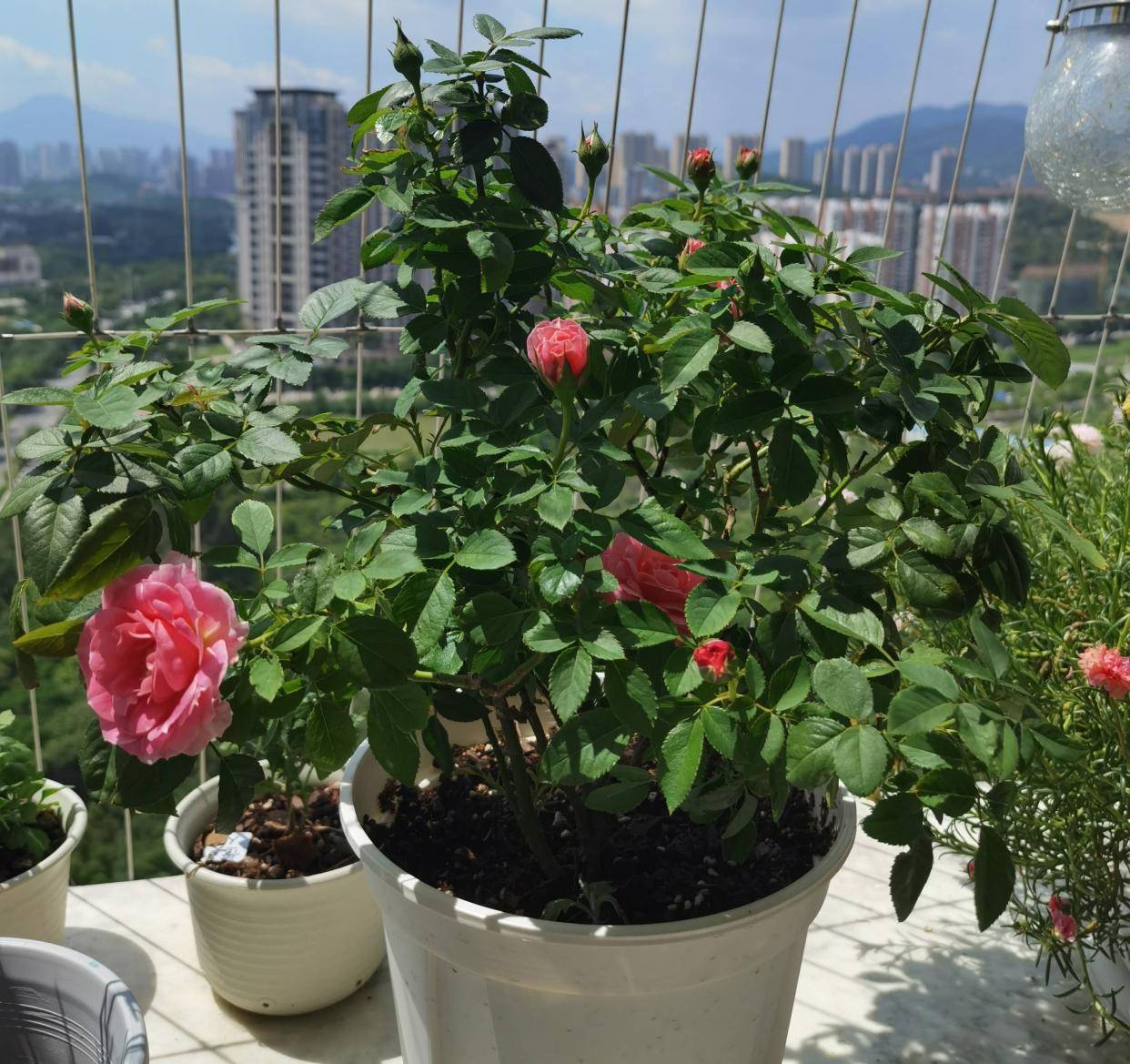 养一盆这种月季,一年爆花几次,又香又美,花朵大花色也漂亮