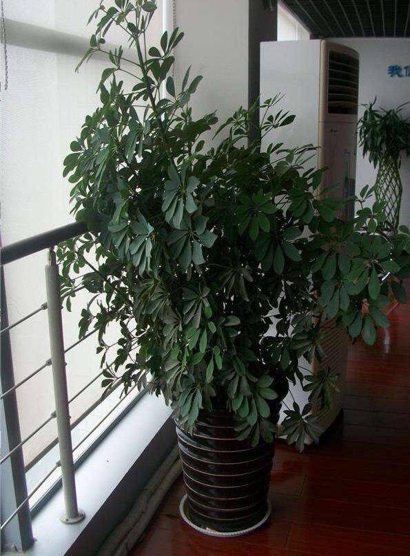 养"鸭脚木",这样一修剪,侧芽呼呼长,颜值高10倍,越长越疯_枝条_鸭掌