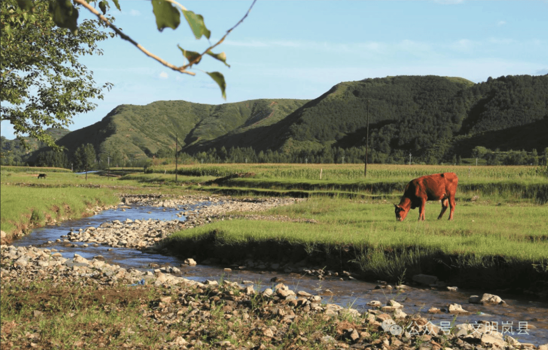 【大美岚县】水草丰盛