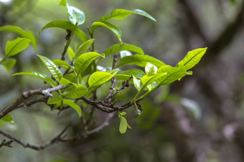 【新品上市】藏时光臻味,陈岁月醇香,2024陈香,藏香上市!