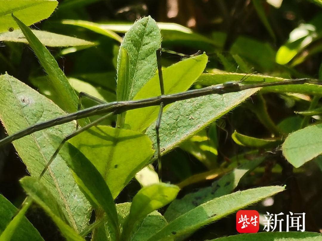 【视频】闷热天里,南京老山森林中伪装大师竹节虫又出来活动了