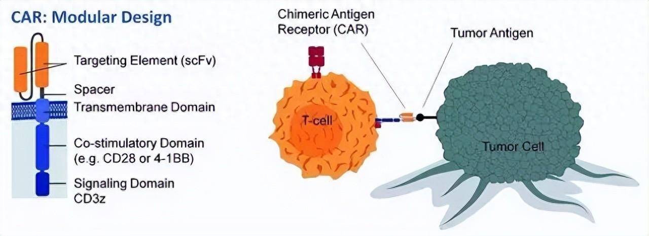 如何让免疫细胞维持战斗力实现更好的抗癌效果?也许这是答案