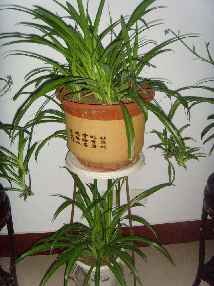 盆栽,简单漂亮好养活,新手也可从1棵养到10棵,阳台放不下_繁殖_植物