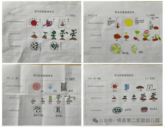 教师组织幼儿开展了一次黄瓜种植大调查活动,了解黄瓜生长需要的条件