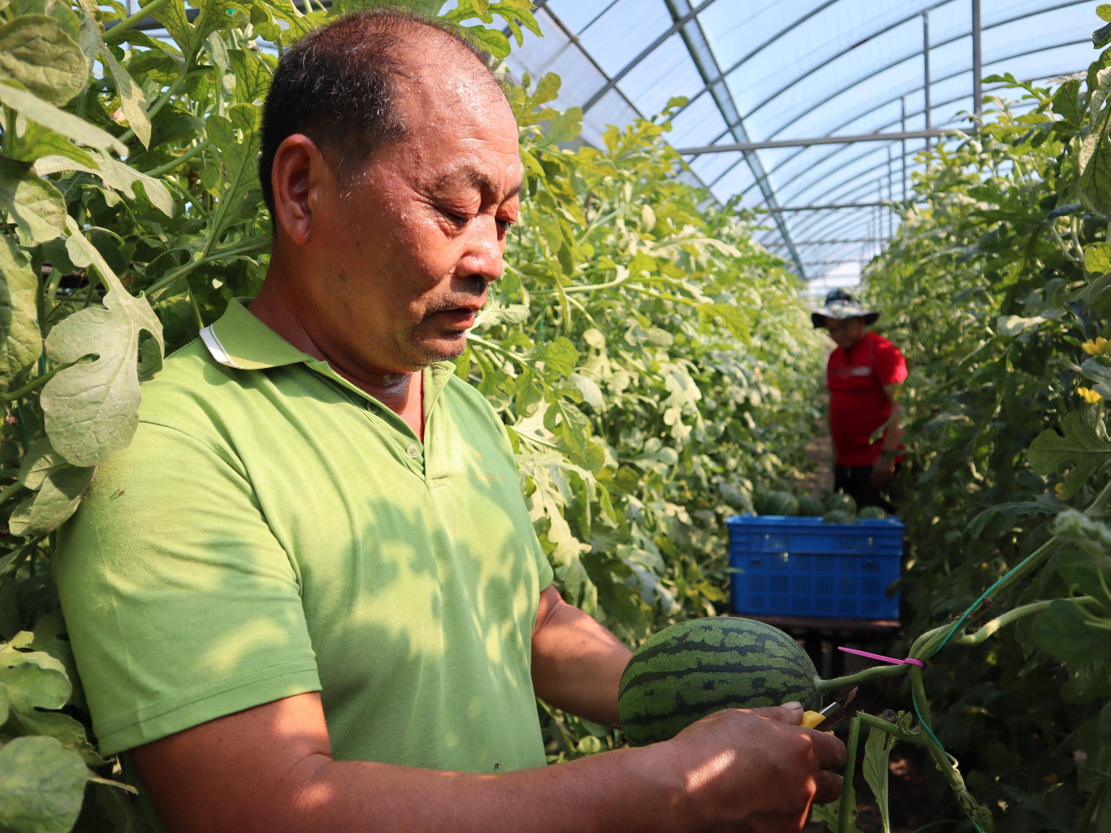 大兴西瓜节上他四次摘得"瓜王"桂冠,大瓜争"瓜王",小瓜抢市场