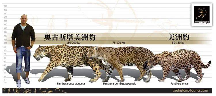 【灭绝巨兽与今天的亲戚】奥古斯塔美洲豹