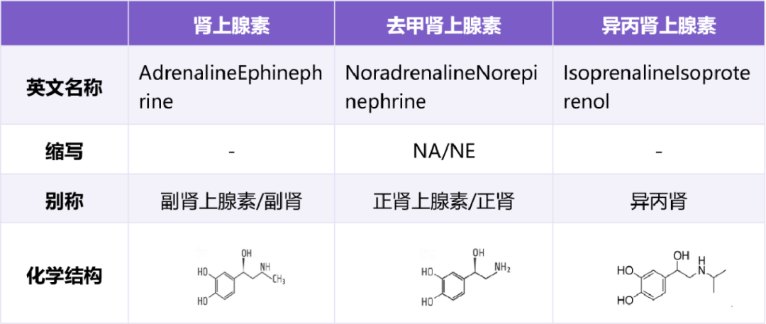 去甲肾上腺素合成图片