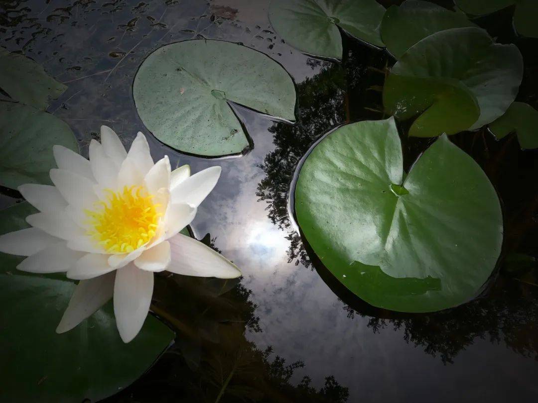 🌸参考消息【新澳门内部资料精准大全】_人民城市，“民生盛景”日新月异