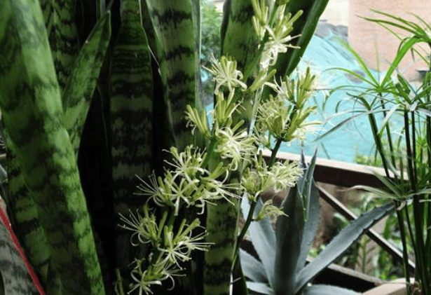 养护虎尾兰要注意什么,别忘这几点,叶片更多,美观紧凑