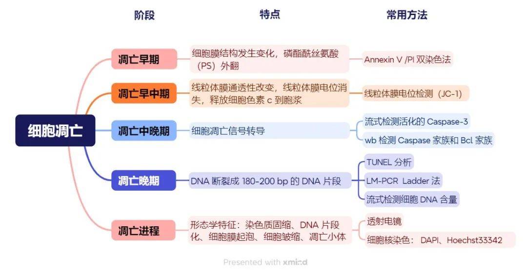 细胞凋亡早晚期分不清?快收藏这张技术图(含检测试剂盒 0 元试)