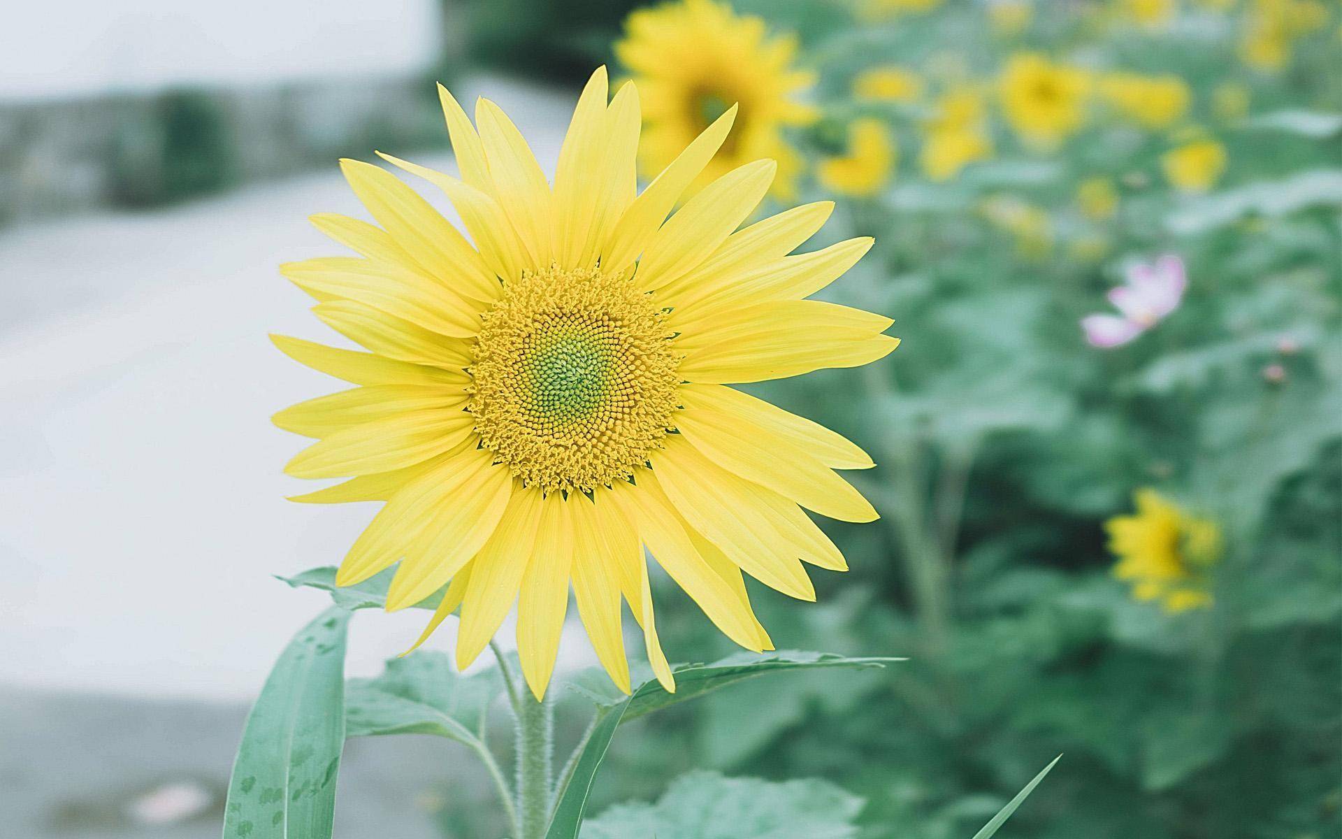 壁纸 花 桌面 1920_1200