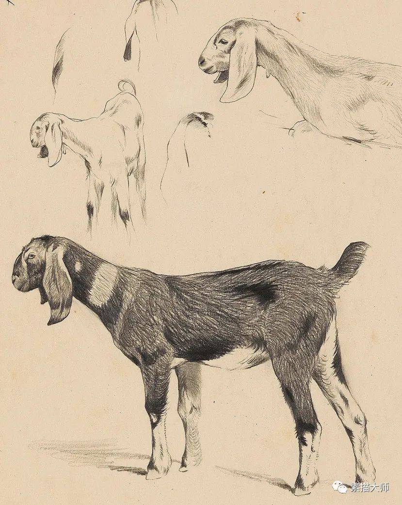 造型大神 | 动物素描