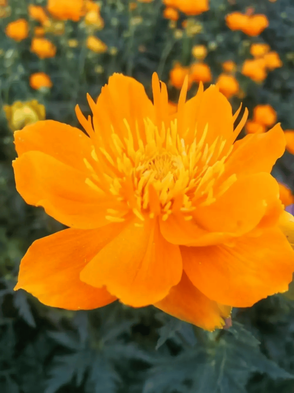 一种成片盛开的黄金花,名叫金盏花,生长繁殖快一周就出苗