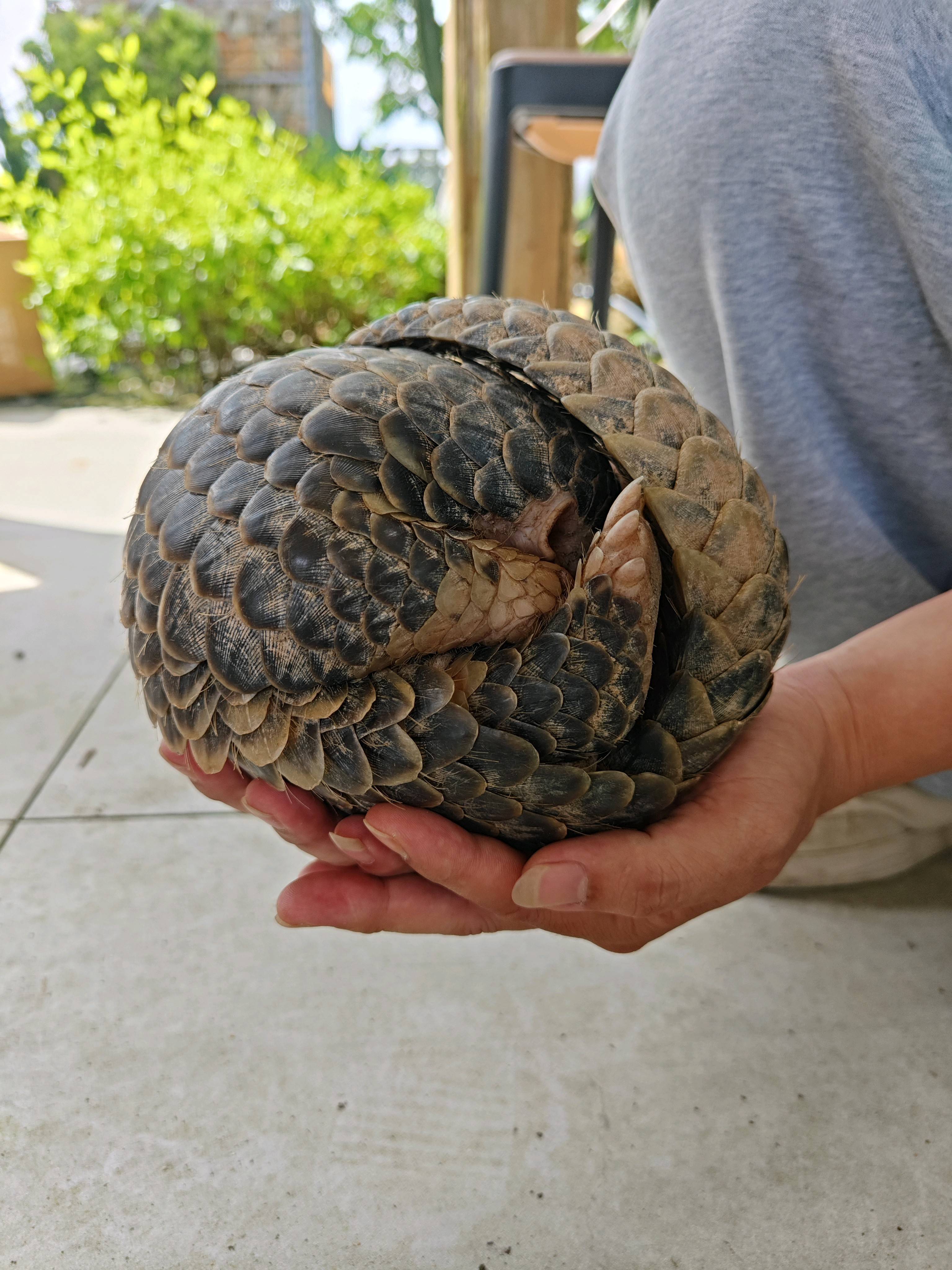 视频|"迷路"的穿山甲