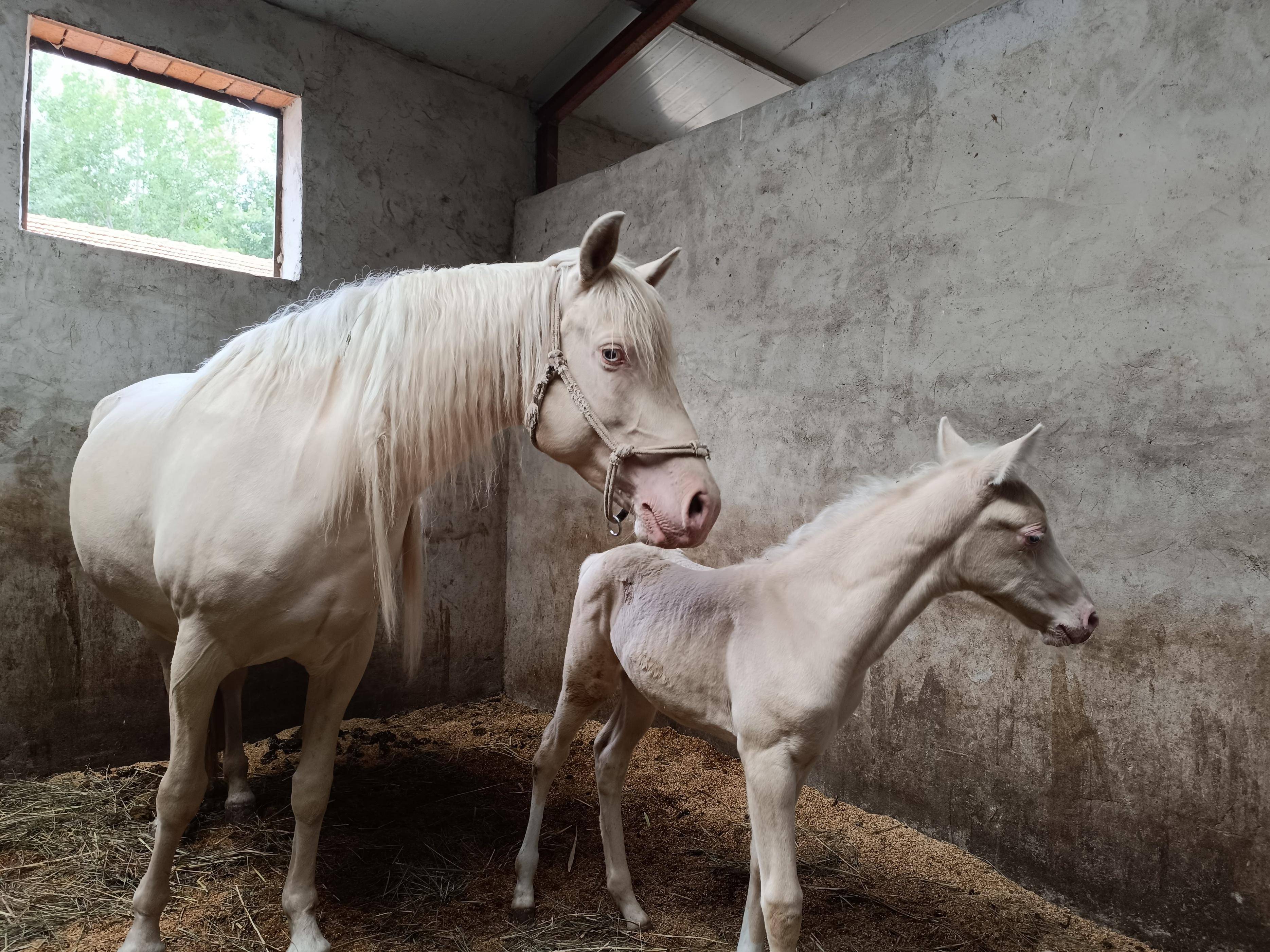 白龙驹新品种培育专家委员会在内蒙古兴安盟成立