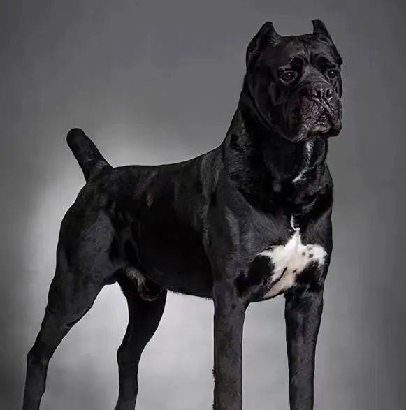 卡斯罗犬(cane corso)10马士提夫犬(mastiff,别名英国獒犬,獒犬)9