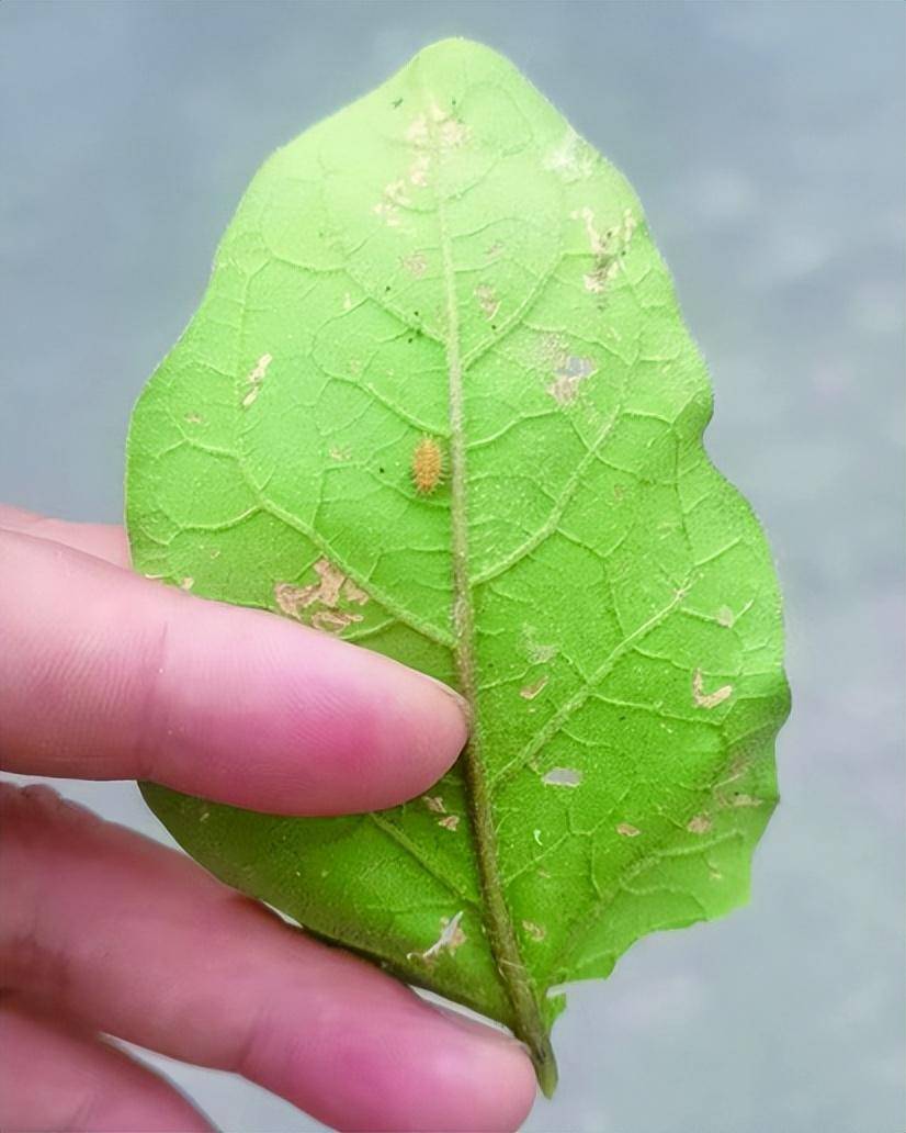 茄子遭二十八星瓢虫危害