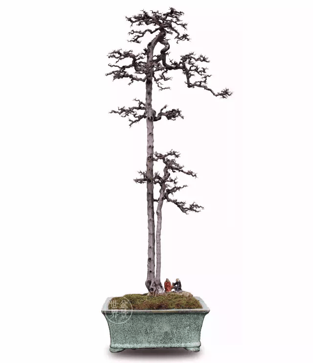 20金41银85铜!国际盆景大会暨亚太盆景赏石大会获奖作品全集