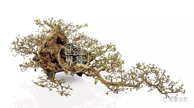 20金41银85铜!国际盆景大会暨亚太盆景赏石大会获奖作品全集