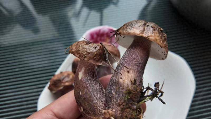 在昆明捡到紫色的菌子能吃吗?专家:是紫褐牛肝菌,可以吃