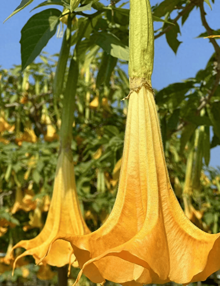 了相关资料显示,曼陀罗花又叫洋金花,大喇叭花,山茄子,夕颜,果实名为