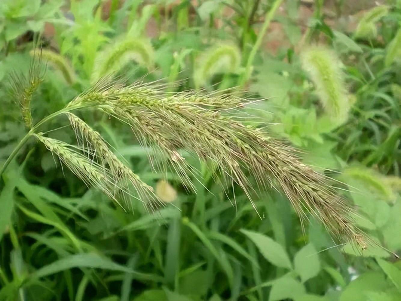用药没能除掉稗草换药除_杂草_组合_莎草